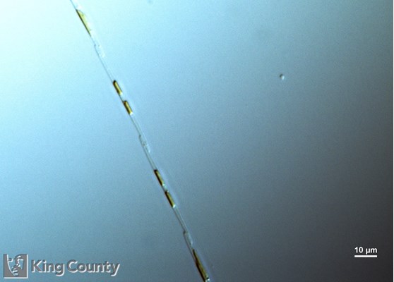 Photo of Pseudo-nitzschia spp. (small-celled)